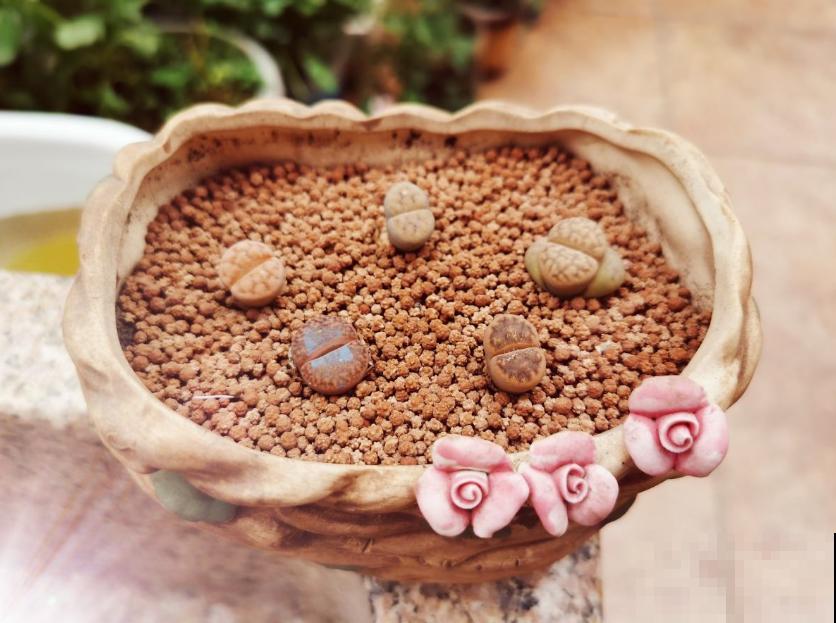 生石花蜕皮期特要紧，注意这3点，长成拳头大！