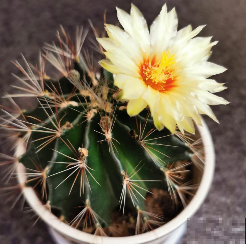 仙人球不开花？催花方法很多，做好这4点即可！