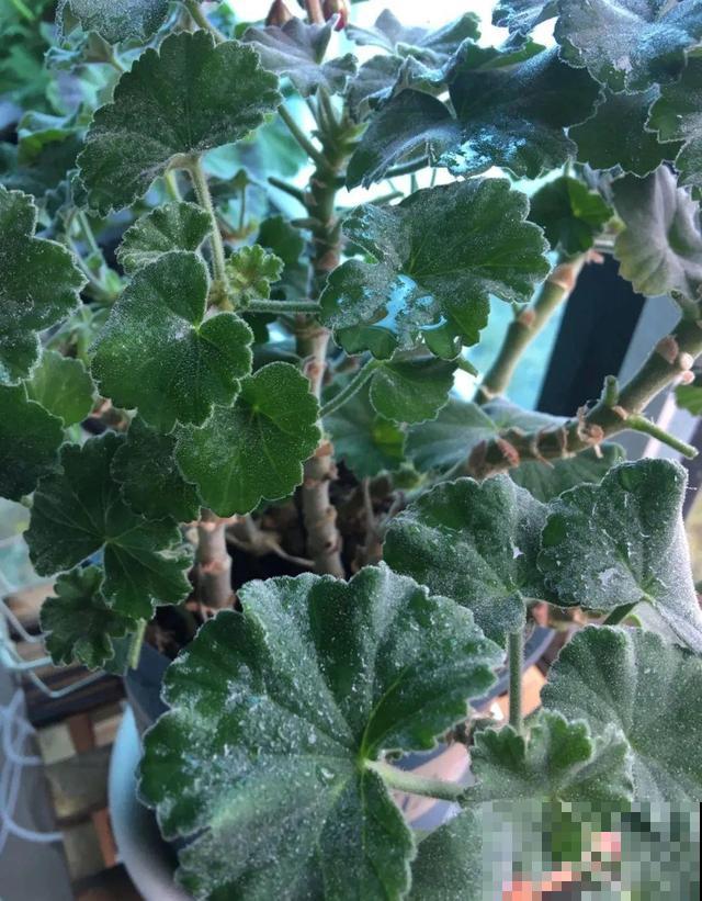 这花最娇气，叶子一喷水，立马就烂了！