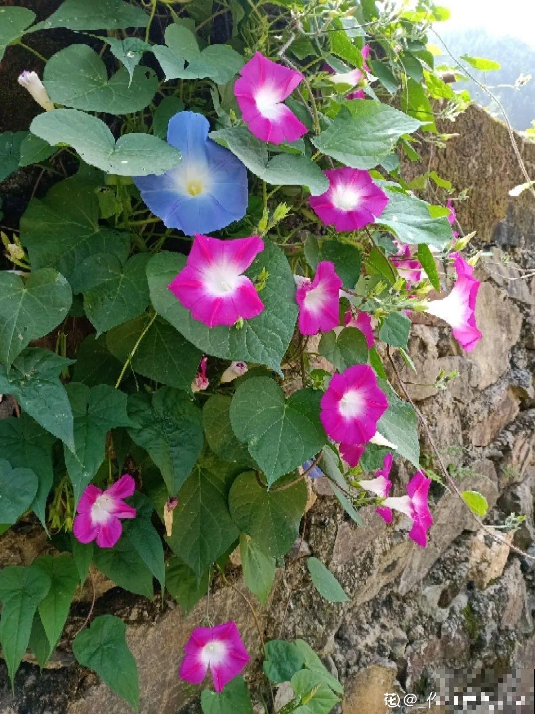 50种小时候常见的野草，现在几乎见不到了