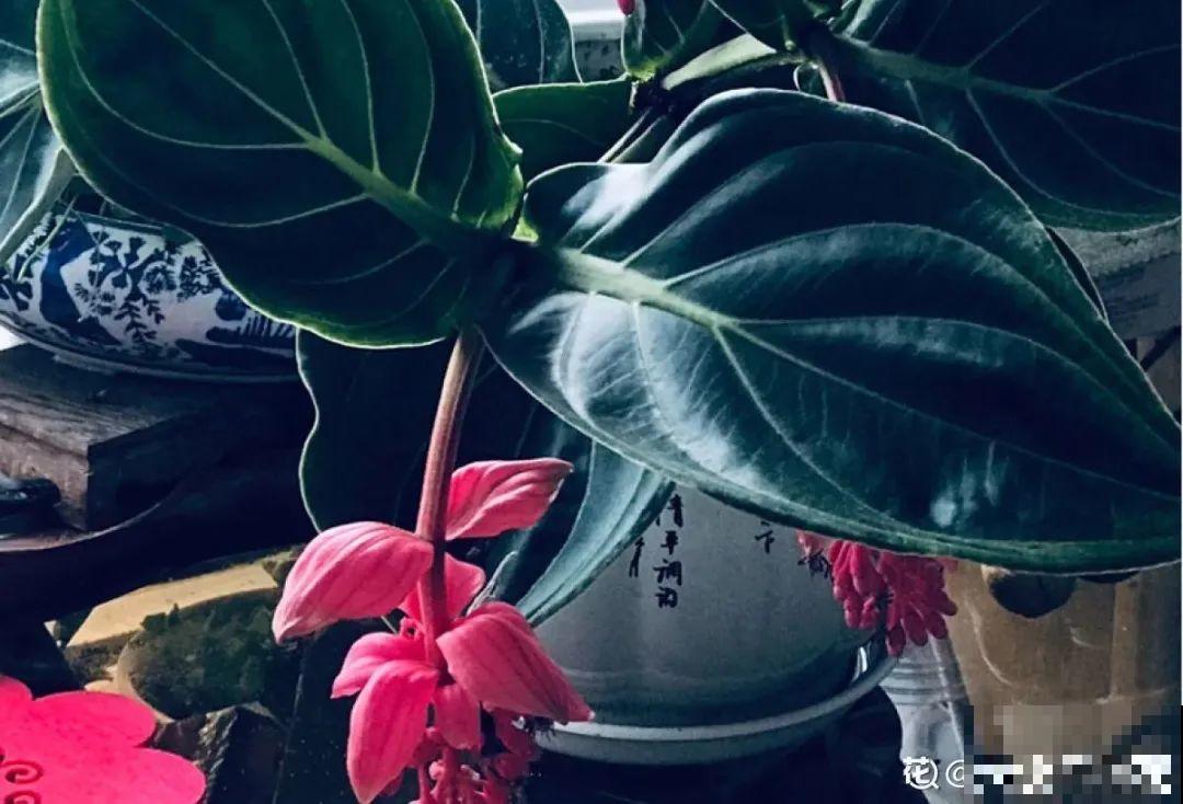 8种贵花，一盆好几百，有钱了一定要买一盆！