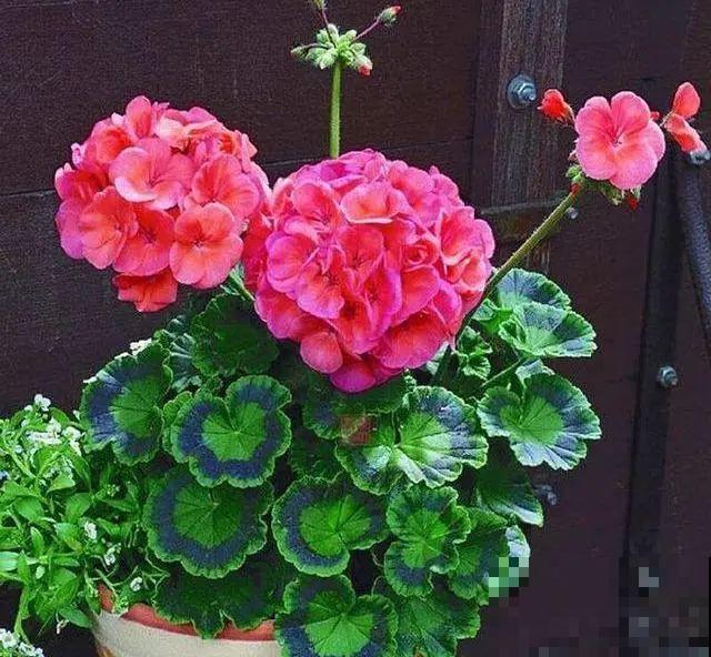 1种花叫大花犀角，闻久了头晕，家里养要小心！