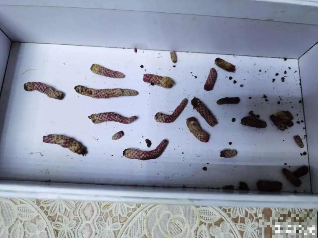 15种花，开完花就结种子，千万别丢掉