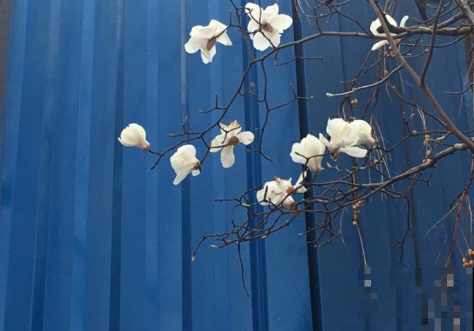 适合地栽养的花木，只要种一棵，年年有花赏！