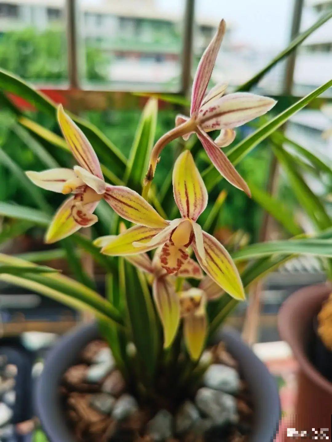 天冷开花的兰花,一共有6种,有香味、特好看! 天冷开花的兰花,一共有6种,有香味、特好看!