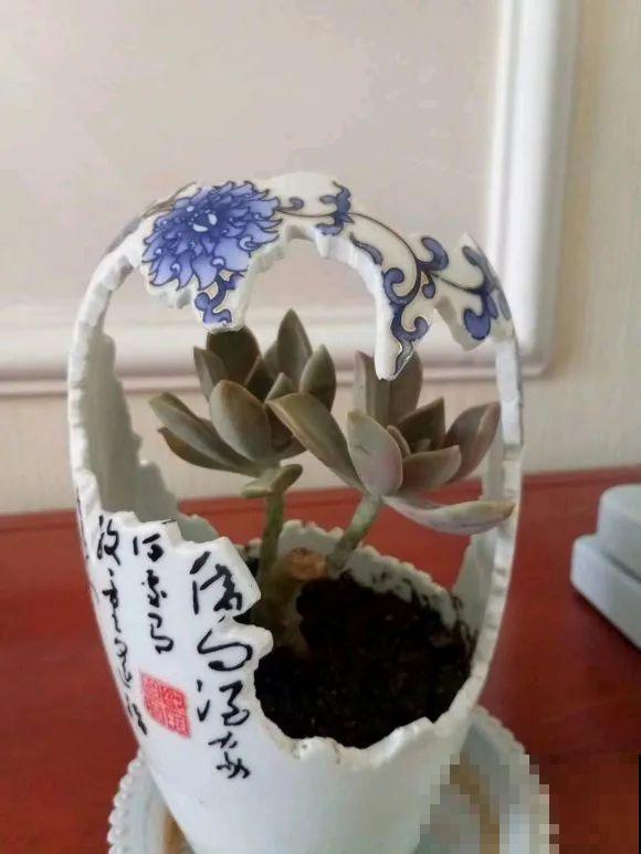 酒瓶子别丢掉,那可是种花神器,省了一笔买花钱 酒瓶子别丢掉,那可是种花神器,省了一笔买花钱