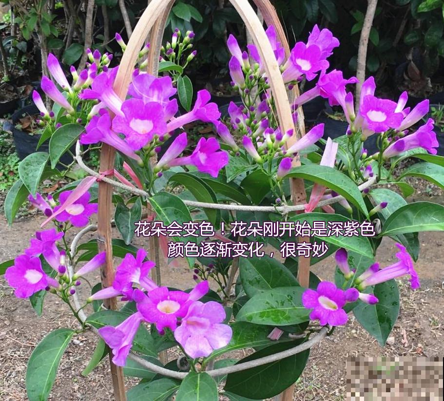 蒜香花开，见花不见叶，小花朵爬满墙！