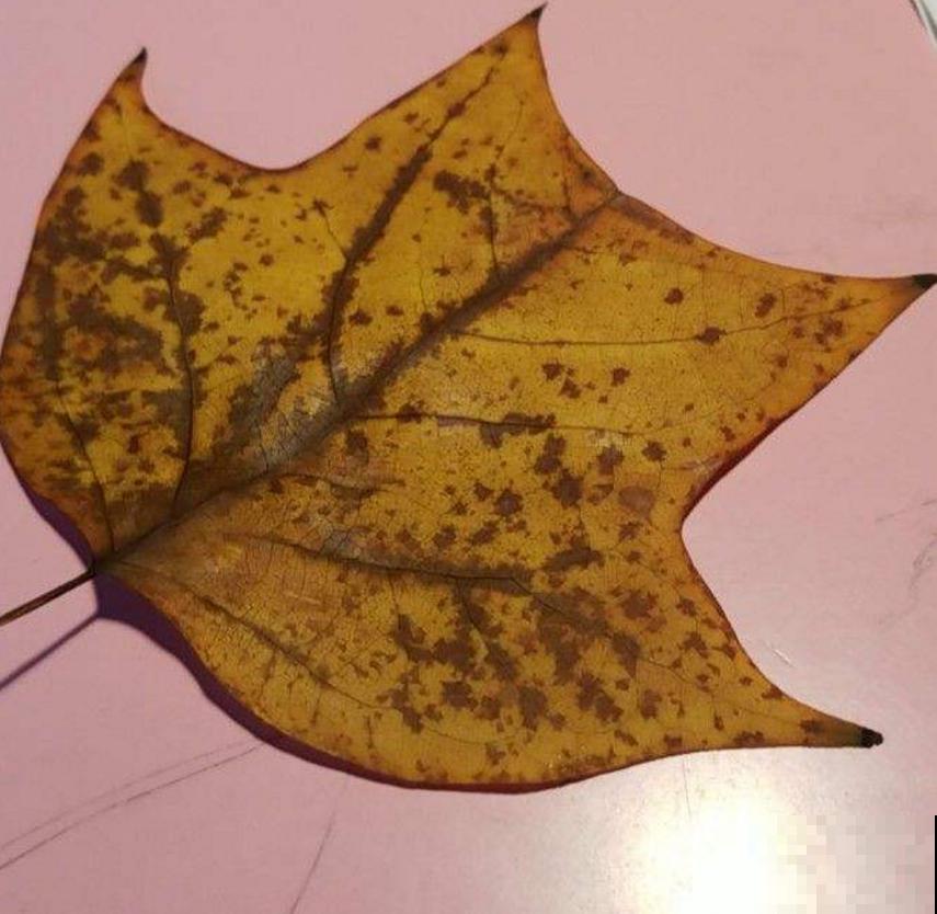 鹅掌楸很珍贵，制家具、入药、观赏样样行，家里建议养一棵！