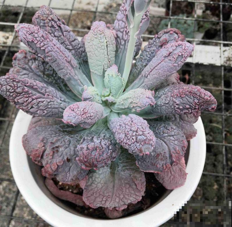 这5种植物,越长越丑,为什么很多人都喜欢养? 这5种植物,越长越丑,为什么很多人都喜欢养?