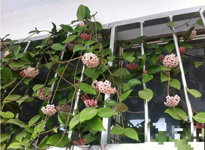 这些花一开始觉得丑,养了之后:真香! 这些花一开始觉得丑,养了之后:真香!