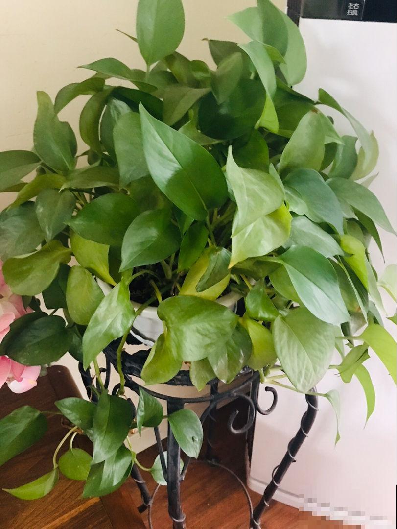 3种家庭常见花，秋天要及时换盆，不然土都被花“吃光了”