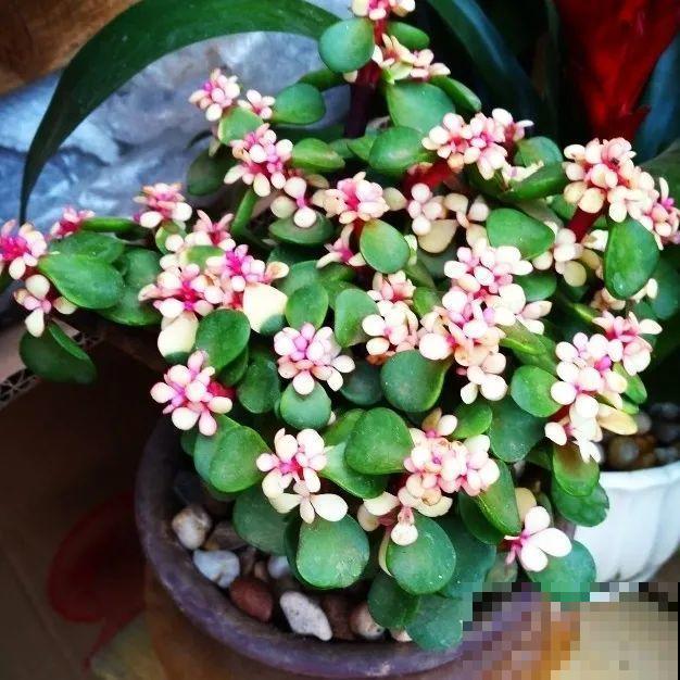 金枝玉叶开花了,特罕见,比雅乐之舞还美! 金枝玉叶开花了,特罕见,比雅乐之舞还美!