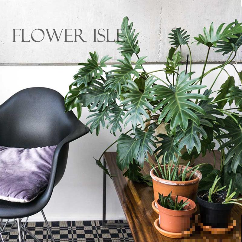 家里不同位置，都养盆花，空气清新特养眼