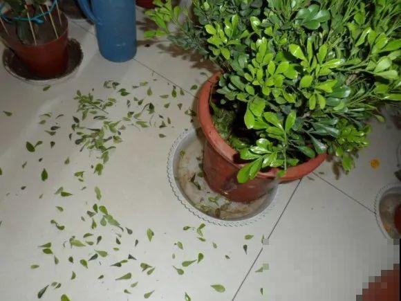 秋天降温快，家里养这9种花，要赶紧搬进屋了