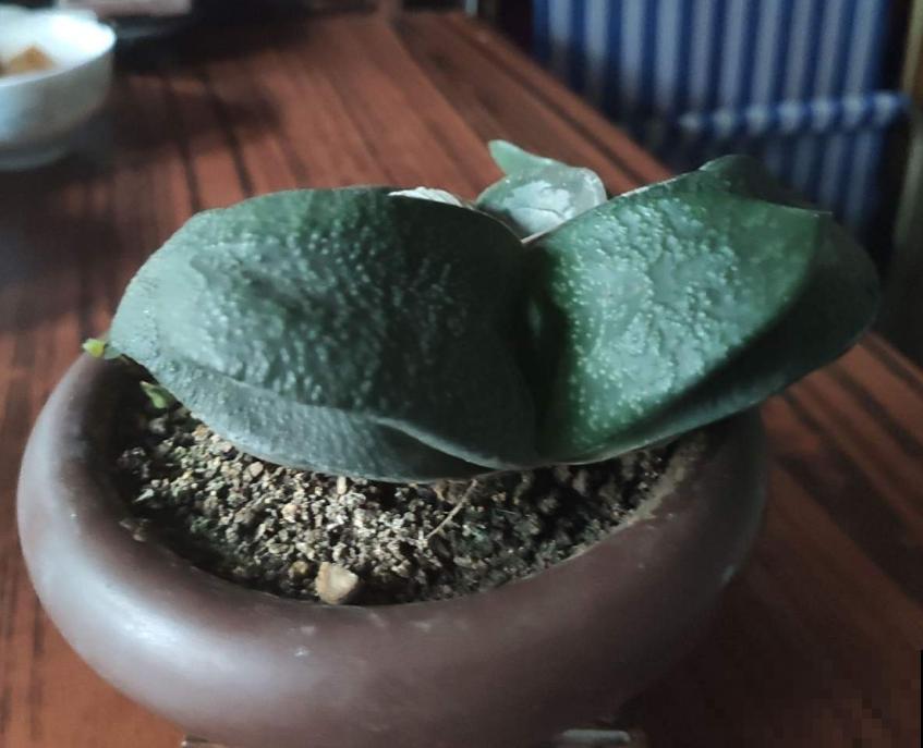 多肉卧牛，丑萌丑萌的，养起来超省心！