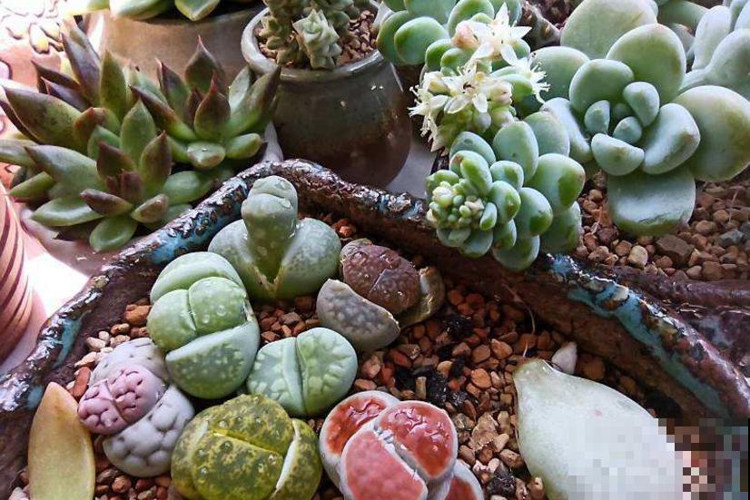 生石花蜕皮期特要紧，注意这3点，长成拳头大！