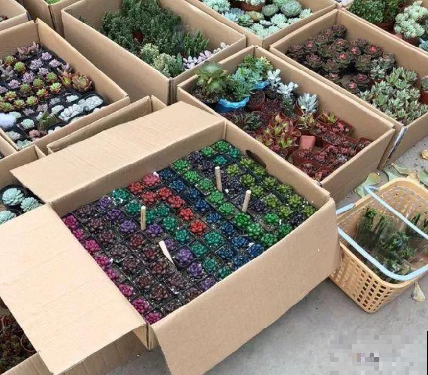 天然的玉露特美，叶子通透似玉，甩抹药的十条街！