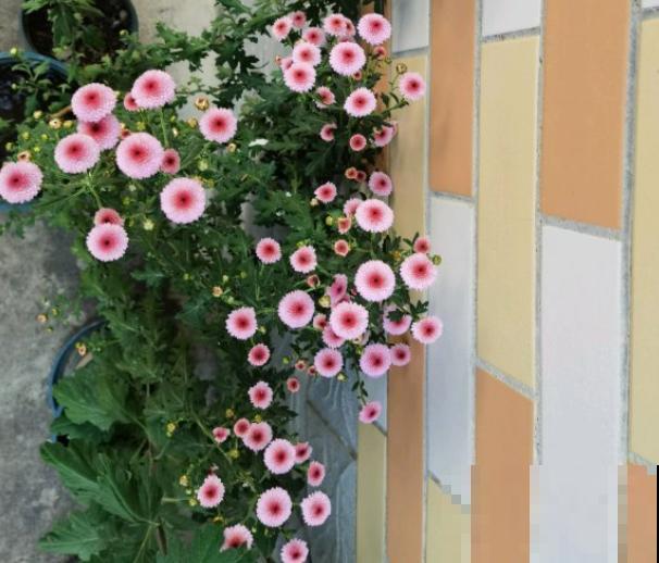 千头菊开花不嫌累，一茬接一茬，不养准后悔！