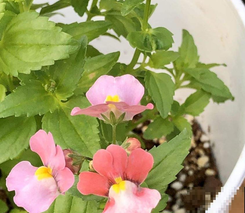 秋季种棵龙面花，似翩翩蝴蝶，鲜艳又好看！