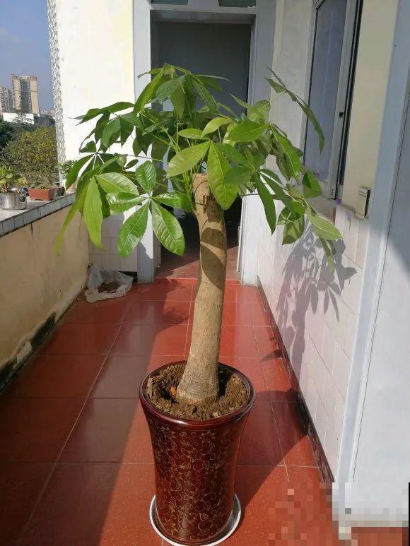 水浇多了，快把土刨掉，否则花3天必死！