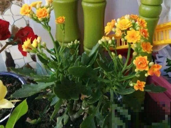 养花不能随意,一不小心就死翘翘,心太累! 养花不能随意,一不小心就死翘翘,心太累!