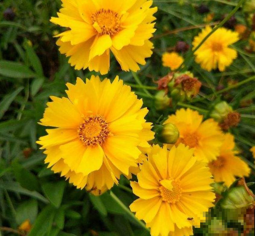 金鸡菊花期长,扔几粒种子,能开小半年! 金鸡菊花期长,扔几粒种子,能开小半年!