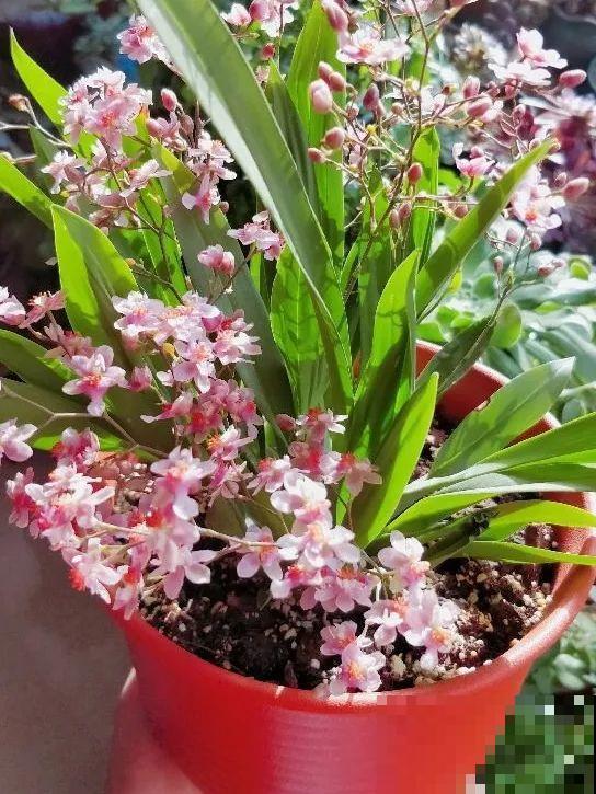 天冷开花的兰花,一共有6种,有香味、特好看! 天冷开花的兰花,一共有6种,有香味、特好看!