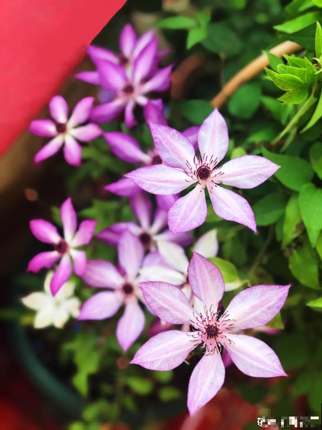 不同花卉耐寒程度不同,要根据品种来养护 不同花卉耐寒程度不同,要根据品种来养护