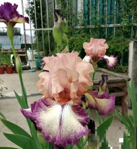 花容易“挂”不用急,多半是因为这3个问题,注意一点! 花容易“挂”不用急,多半是因为这3个问题,注意一点!