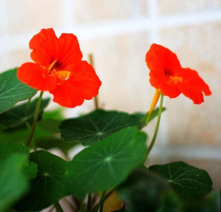 适合吊着养的5种花,专门解决空间不够,好看又省地方 适合吊着养的5种花,专门解决空间不够,好看又省地方