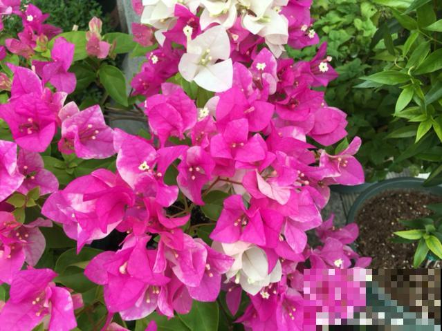 十月养这花,撸叶子、少浇水,10天冒出大花苞! 十月养这花,撸叶子、少浇水,10天冒出大花苞!