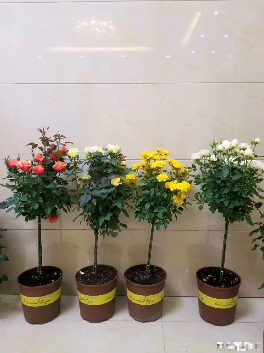 2种花组合起来养护，开花更多，满盆都是花