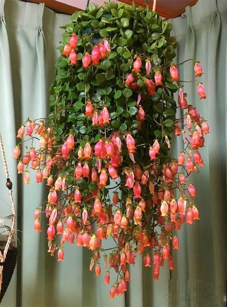 挂起来就能养的花,开花多不占地儿,家里能养100盆! 挂起来就能养的花,开花多不占地儿,家里能养100盆!