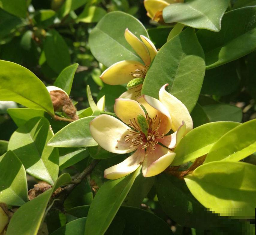 “娇羞美人”含笑花，似放非放，清香飘十里！