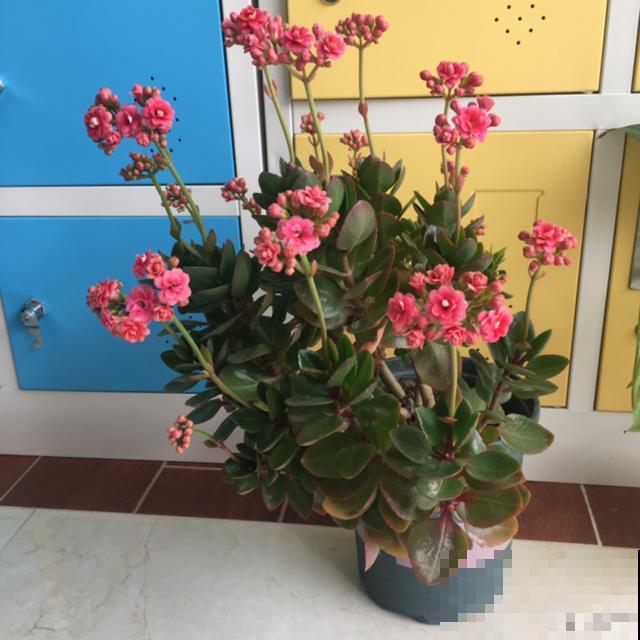 不长叶不长枝的花别买，都是骗人的，养不活浪费钱