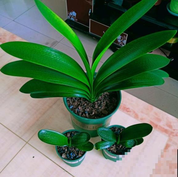 叶子发黄不用愁，这么做就能改善，越长越漂亮！