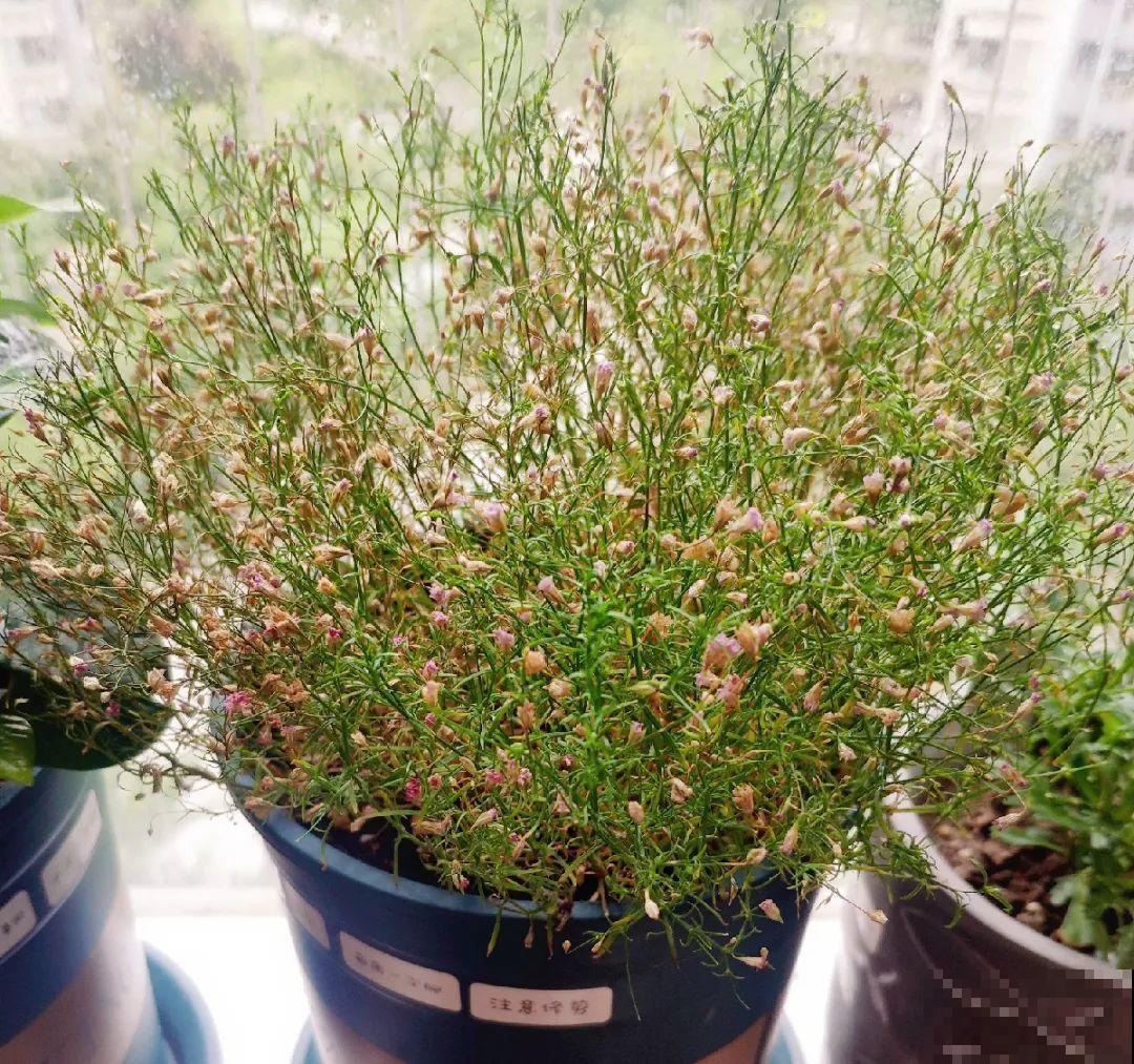 特欠剪的花,越剪越好看,花开不断! 特欠剪的花,越剪越好看,花开不断!