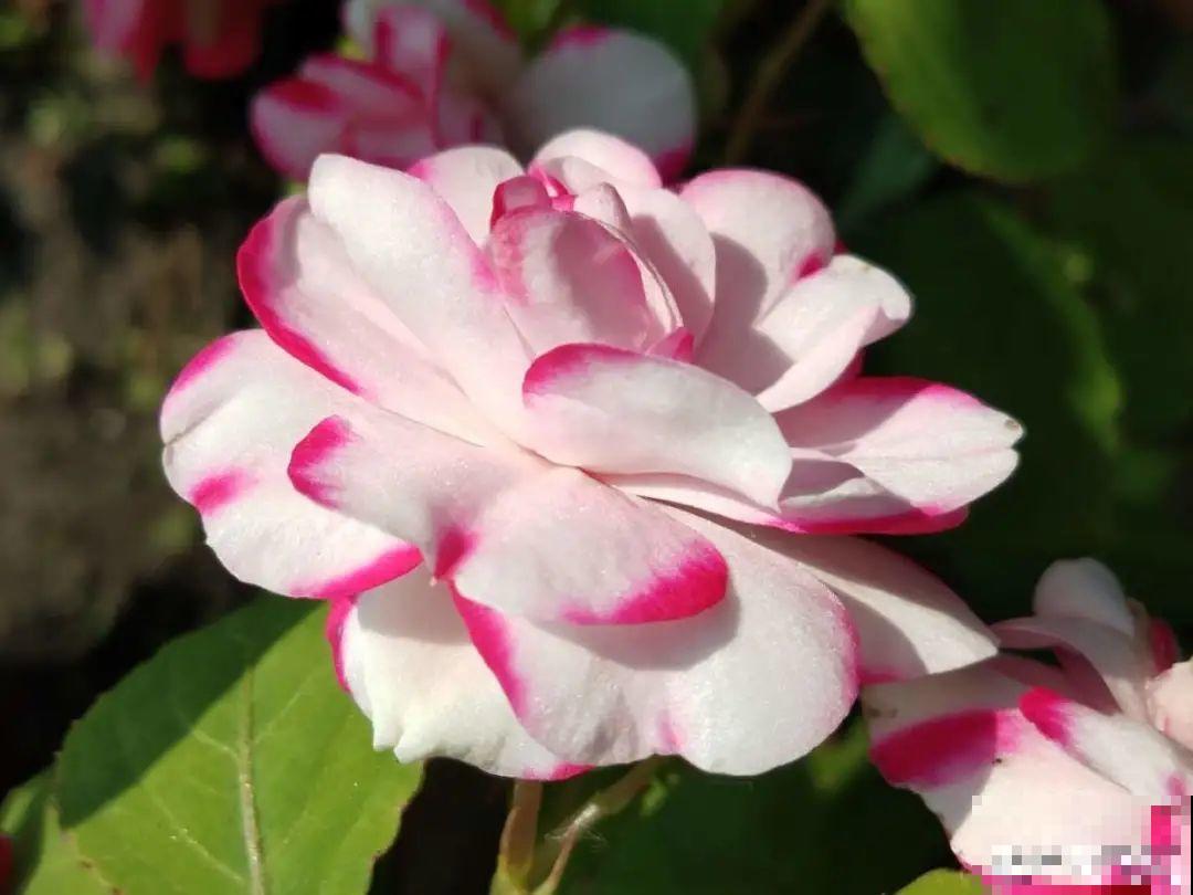 50种冬天开花植物,天冷了,照样冒花苞! 50种冬天开花植物,天冷了,照样冒花苞!