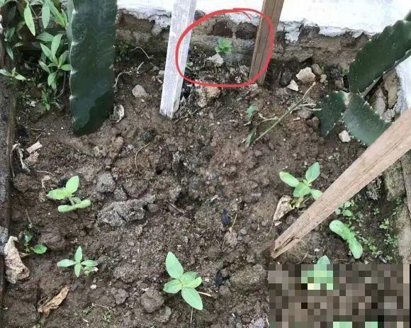 家里养了鱼腥草，吃都吃不完，泛滥了！