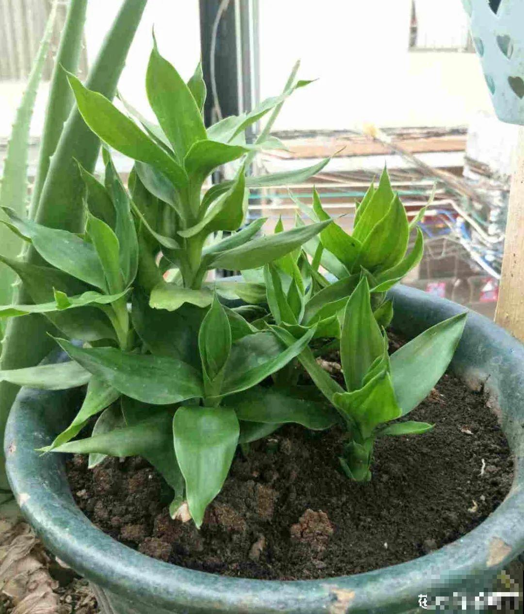 不同花卉耐寒程度不同,要根据品种来养护 不同花卉耐寒程度不同,要根据品种来养护