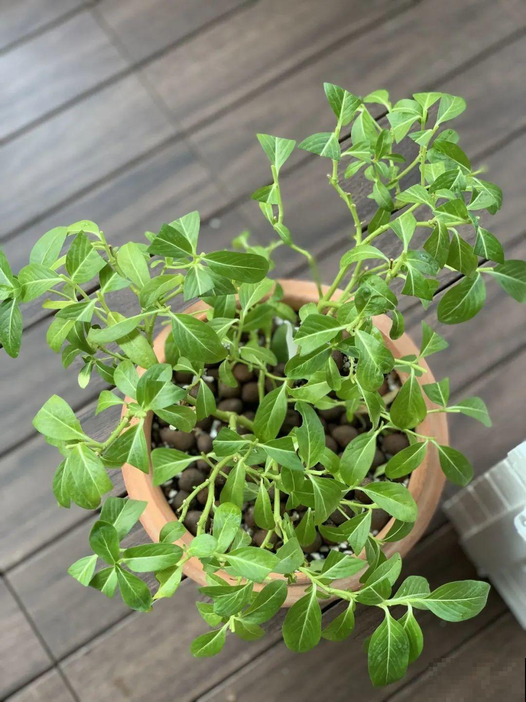 长寿总是不开花，黑塑料袋一套，立马咕噜噜冒花苞！