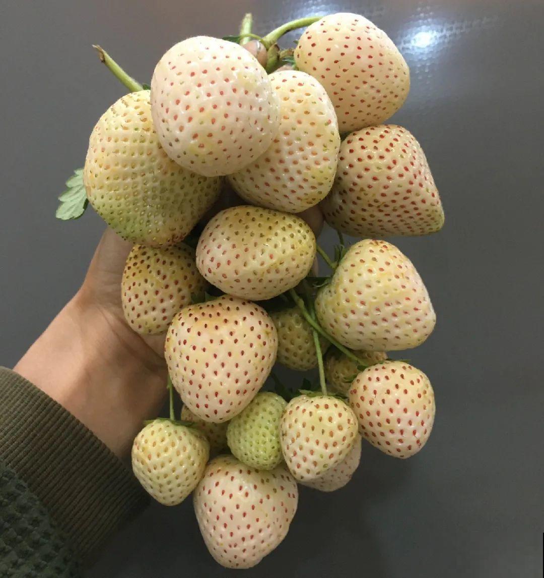 秋天养盆草莓，很快就开花，还能结果子