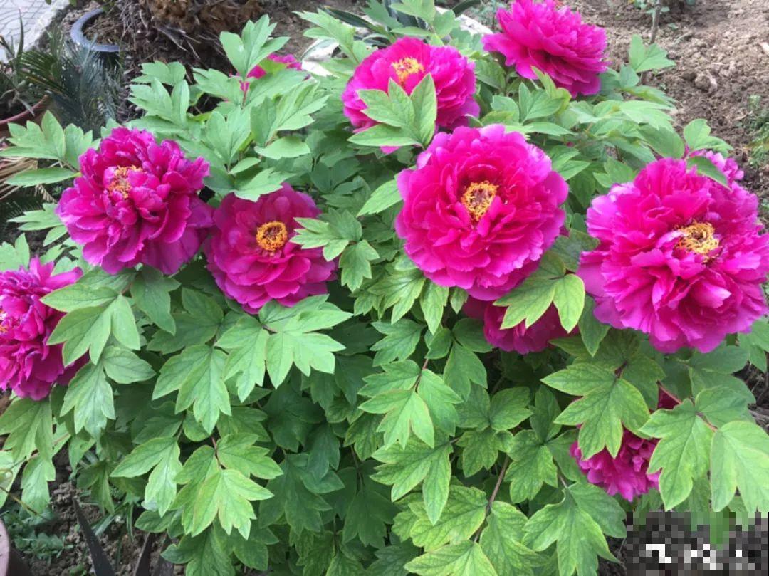 你在哪个城市，最适合养的花就是它！