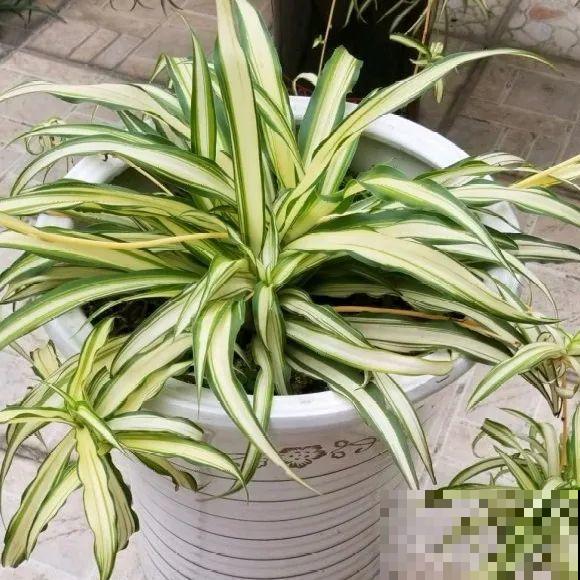 绿萝、吊兰变异了？这些品种，你未必都见过！