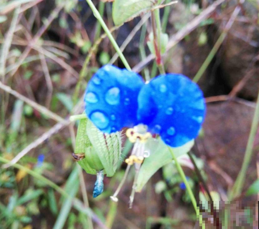 蓝紫色“精灵”鸭跖草,似蝴蝶花间飞舞,仙气十足! 蓝紫色“精灵”鸭跖草,似蝴蝶花间飞舞,仙气十足!