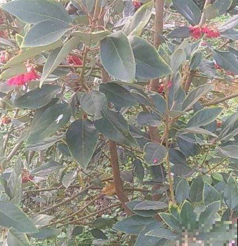 院里种棵红花荷，花大如盏，红彤彤的特喜庆！