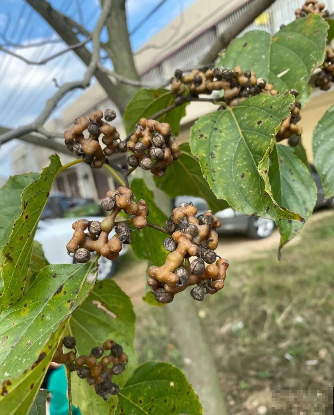 秋天野果都熟了，抓一把塞嘴里，太好吃了！