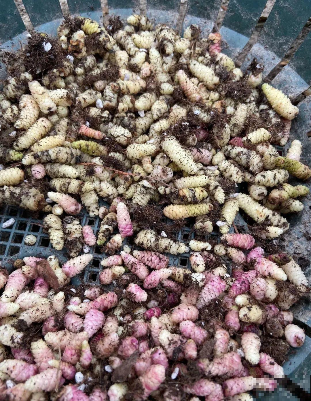 花盆里挖出一堆“蚕”，原来还能吃，味道清脆爽口