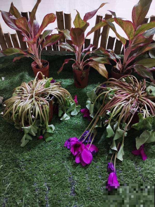 绿植过冬有讲究,太暖和,绿植也能得“暖气病”! 绿植过冬有讲究,太暖和,绿植也能得“暖气病”!