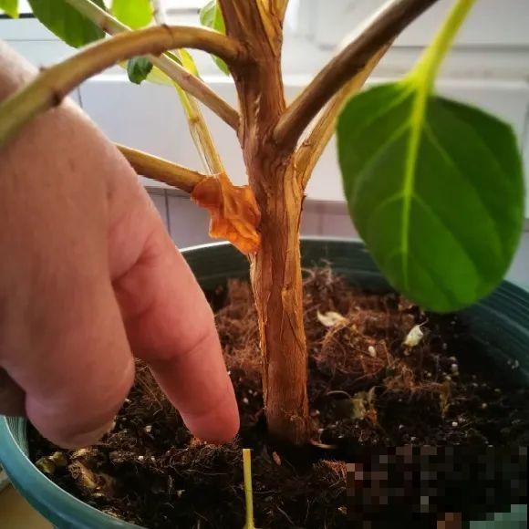 最大的长寿老桩,7年时间,养成盆景! 最大的长寿老桩,7年时间,养成盆景!